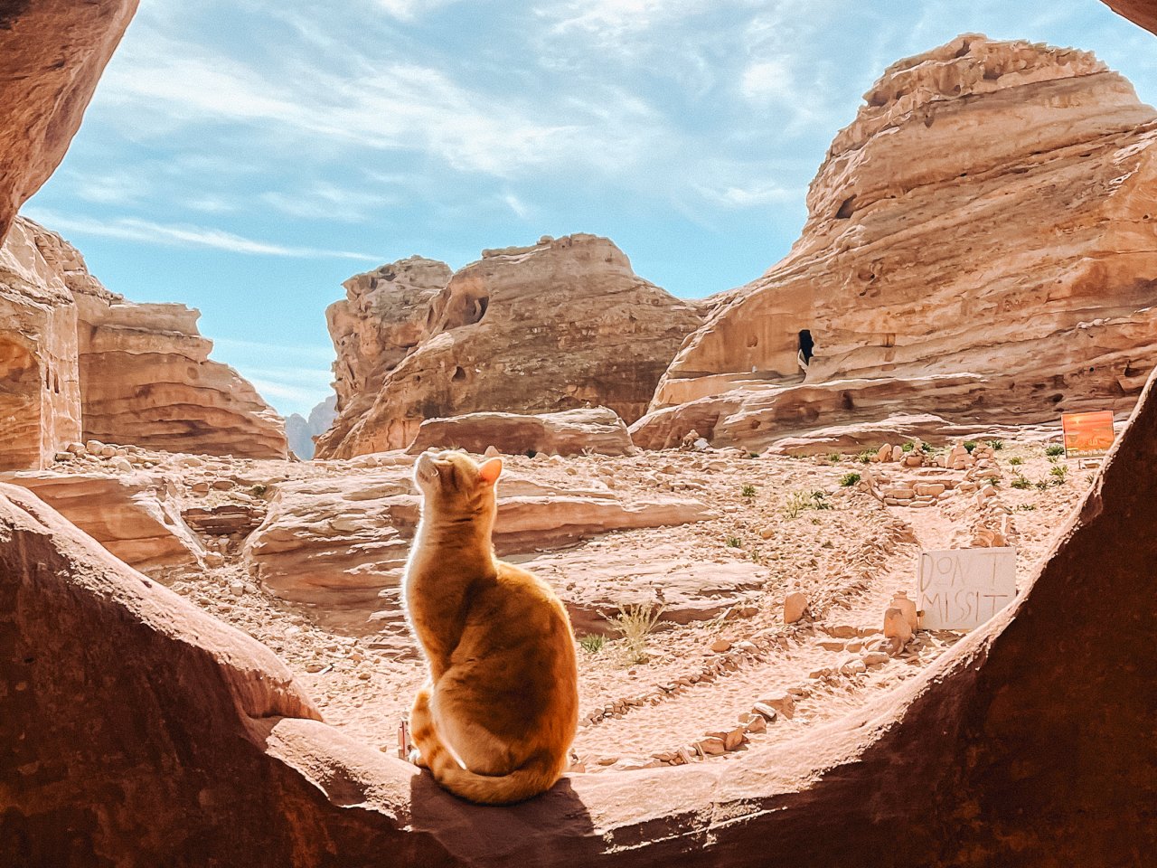 A cat posing in The Siq in Jordan